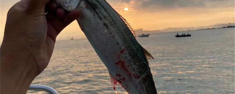 冬天可以钓鲈鱼吗怎么钓(冬天可以钓鲈鱼吗怎么钓的)