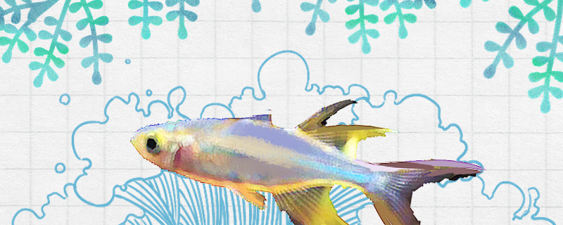 七彩霓虹鱼好养吗怎么养(七彩霓虹效果)