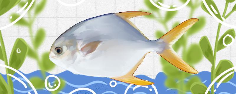 仓鱼有刺吗刺多么(仓鱼是海里的鱼吗)