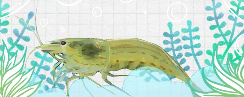 刺肢米虾好养吗怎么养(刺肢米虾好养吗怎么养活)