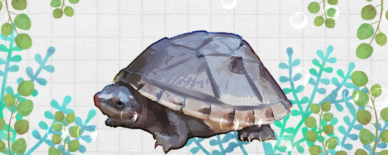 蛋龟需要晒背吗需要加热吗(蛋龟需要晒背吗需要加热吗视频)