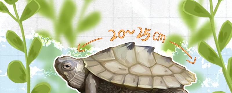 地图龟成体多大多久繁殖(地图龟几年可以繁殖)
