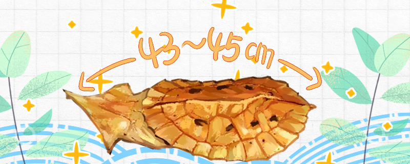 枯叶龟能长多大多大能分公母(枯叶龟的寿命)