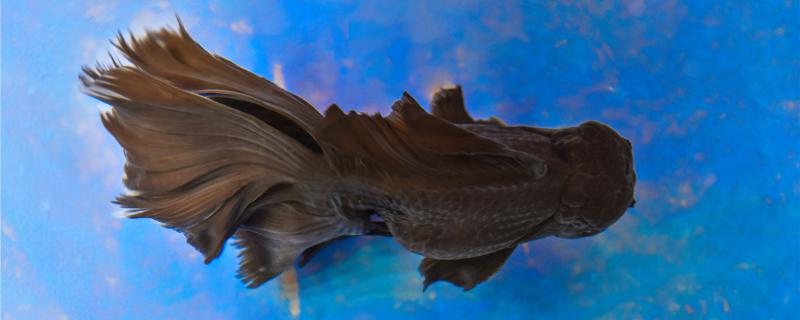 金鱼什么时候喂食每次喂食多少(金鱼啥时候喂食)