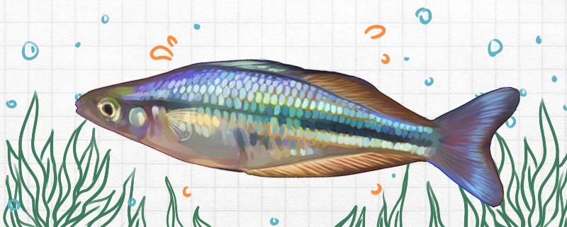 坎氏唇银汉鱼好养吗怎么养(赤尾子鱼学名叫什么)