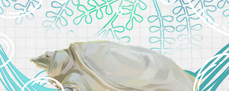 甲鱼能活多久多大可以繁殖(甲鱼可以长到多大)