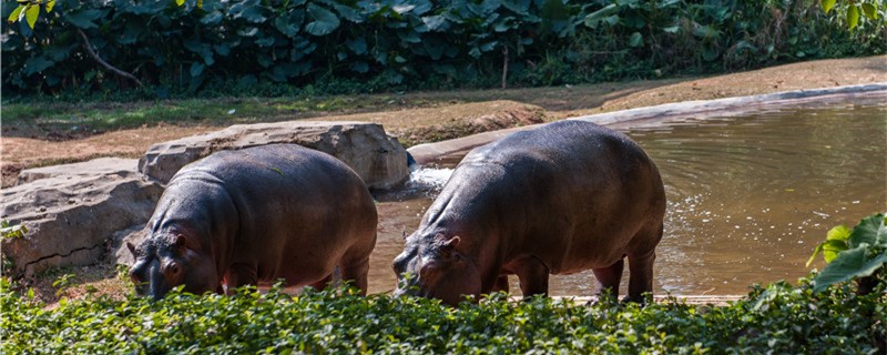 河马是爸爸生宝宝吗海马是爸爸生宝宝吗(河马和海马哪一个先当妈妈)
