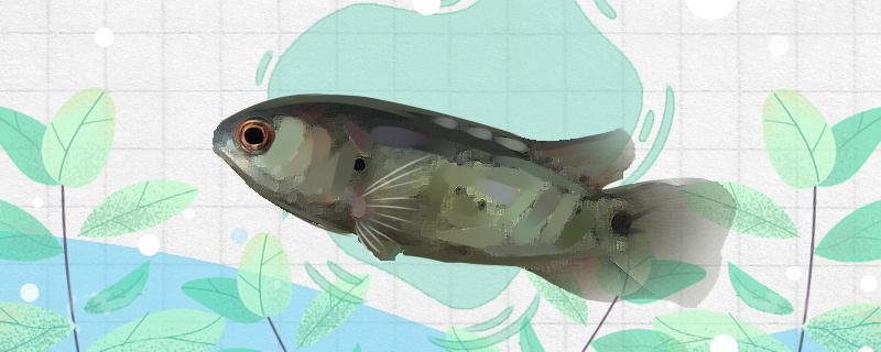 攀木鱼好养吗怎么养(攀木鱼无法在哪里生存)