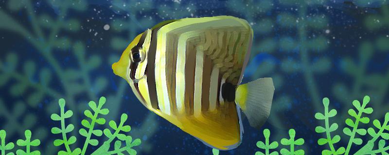 大帆倒吊好养吗怎么养(大帆吊容易白点吗)