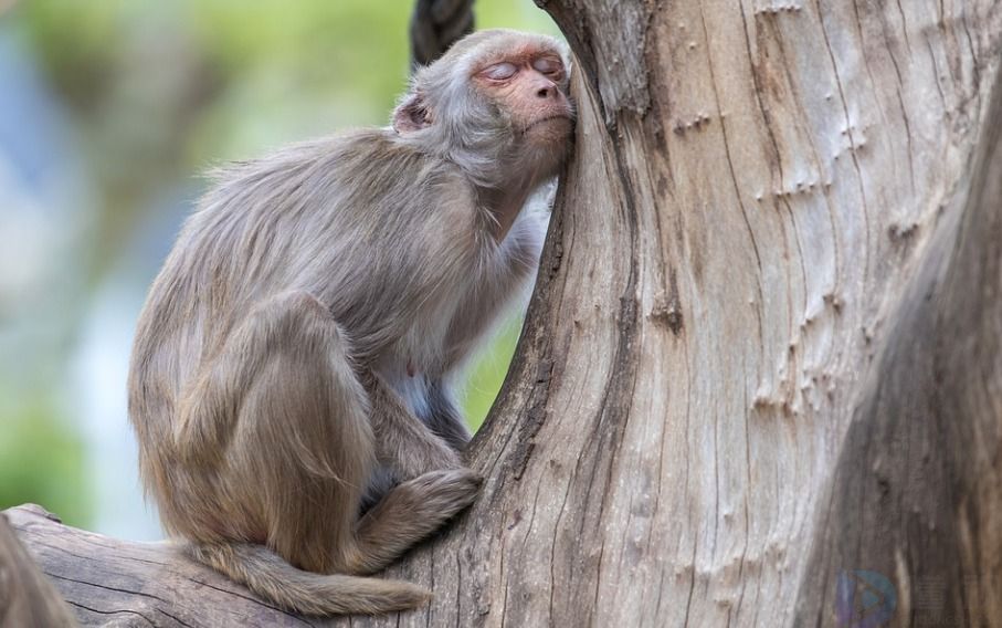 狐假虎威打一生肖(狐假虎威打一生肖狐假虎威打一生肖狐假虎威狐假虎威)