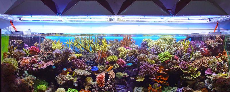 海鲜缸水浑浊怎么处理海鲜缸水浑浊有哪几种(海鲜鱼缸水浑浊原因和解决方案)