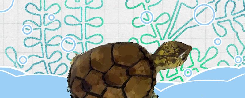 头盔泥龟好养吗怎么养_1(头盔泥龟难养吗)
