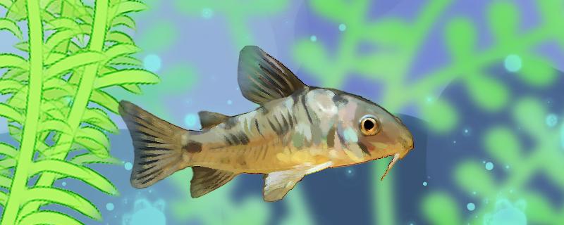 花椒鼠鱼能长多大能活多久(花椒鼠鱼的清洁能力)