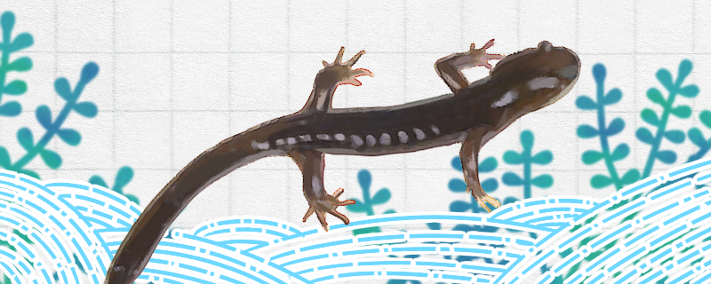 小鲵是两栖动物吗生活在哪里(小鲵是鱼吗)