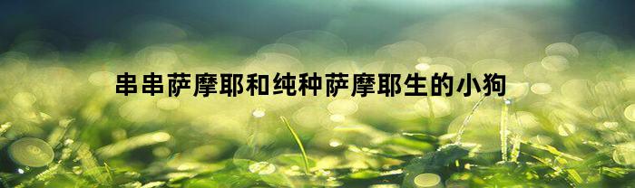 串串萨摩耶和纯种萨摩耶生的小狗(串的萨摩耶长大好看吗)