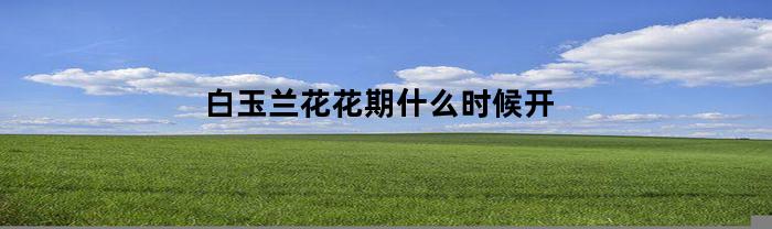 白玉兰花花期什么时候开(白玉兰花花期什么时候开始)