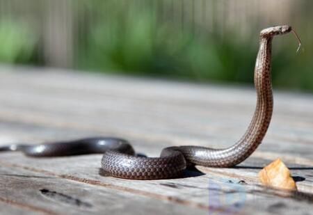 人类靠蛇发明了什么(丧尸蛇)