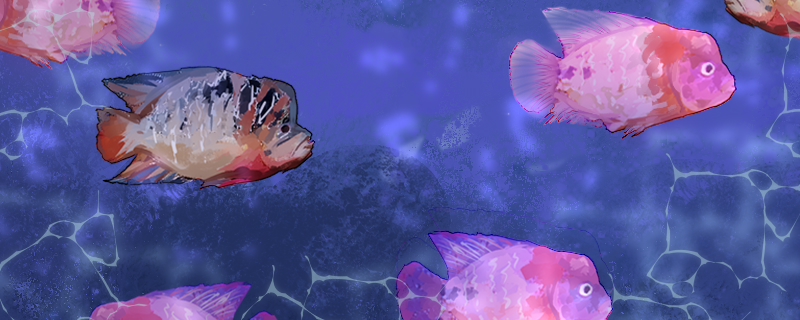 罗汉鱼品种有哪些哪个品种好(罗汉鱼最好的品种)