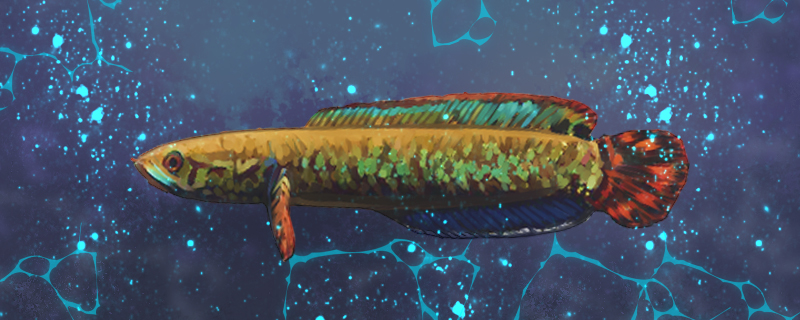 七彩雷龙鱼好养吗怎么养(七彩雷龙鱼群养)