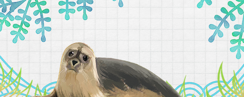 海豹会亲近人吗为什么会亲近人(海豹为什么粘人)