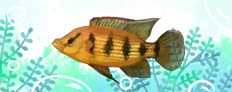 五星上将慈鲷好养吗怎么养(五星上将鱼vs黑食)