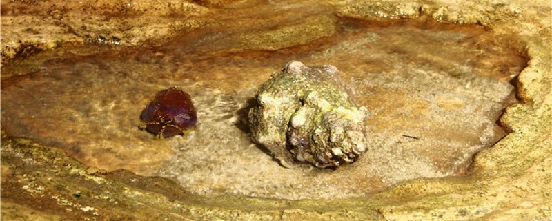 海螺吃什么东西能吃水草吗(海螺吃什么东西啊)