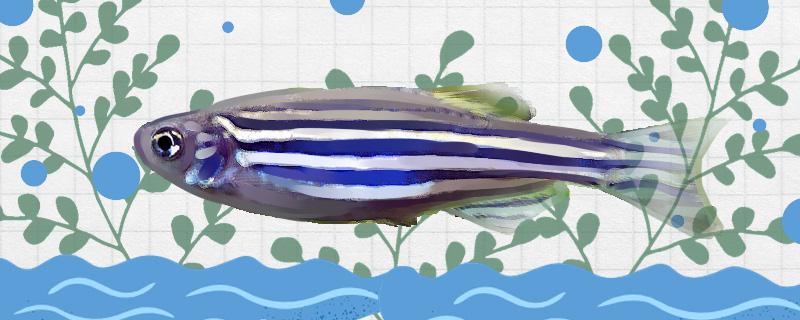 印度斑马鱼好养吗怎么养(印度斑马鱼好养吗怎么养殖)