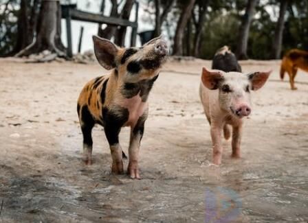 口蹄疫是哪种动物中的传染病(口蹄疫是下列哪种动物中的传染病)