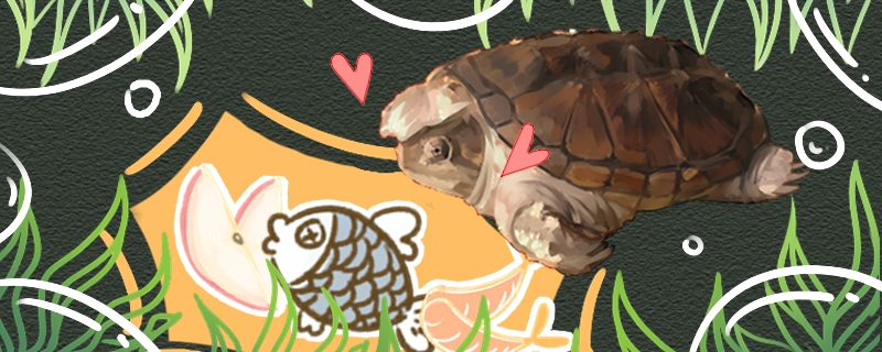 小鳄龟吃什么怎么开食(小鳄龟喂什么长得快)