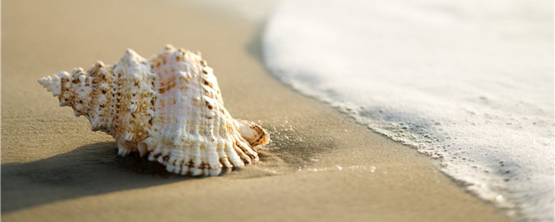 没有海水怎样养海螺可以用淡水养吗(海螺在没有水的情况下可以活多久)