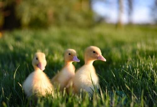 小鸭子游泳扩句(小鸭子游泳扩句子一年级该怎么扩)