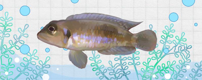 紫蓝叮当鱼好养吗怎么养(紫蓝叮当鱼好养吗怎么养的)