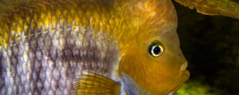 罗汉鱼怎么避免打架同一个鱼缸养几条(罗汉鱼群养怎么才不打架)