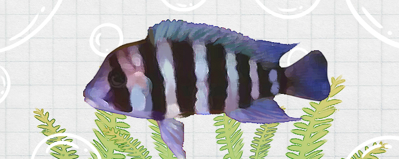 奇果马六间鱼好养吗怎么养(奇果马六间鱼好养吗怎么养活)