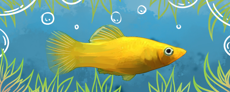 金玛丽鱼生小鱼有什么前兆多久生一次小鱼(金玛丽鱼难产)