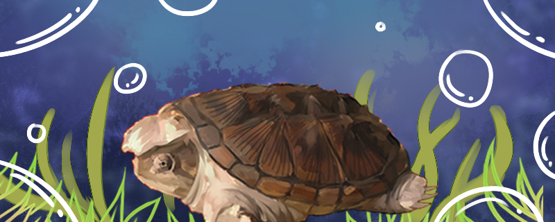 拟鳄龟好养吗怎么养(拟鳄龟如何养好)