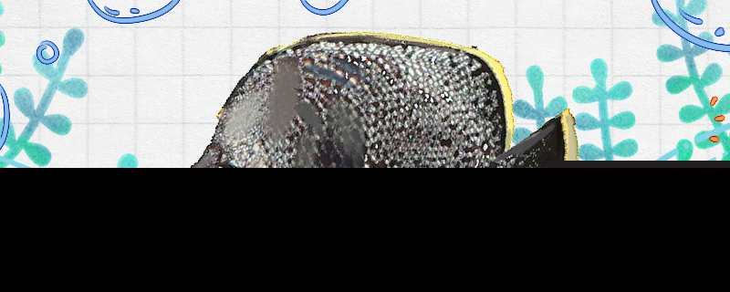 绣蝴蝶鱼好养吗怎么养(绣蝴蝶简易视频)