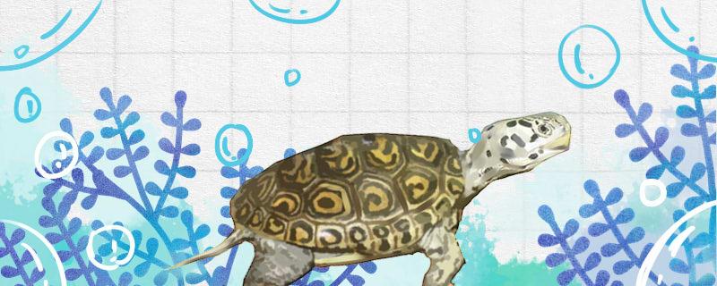 小花钻纹龟是不是保护动物哪些龟是保护动物(小花钻纹龟能冬眠吗)