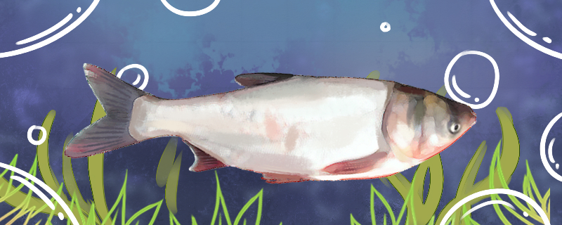 白鲢长得快吗一年可以长多大(白鲢长得快吗一年可以长多大呢)