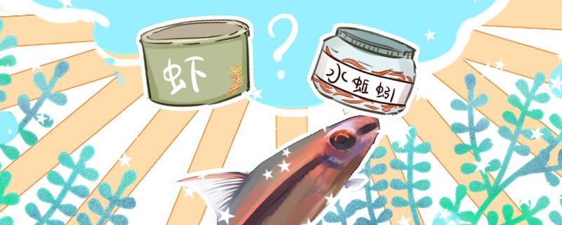 一眉道人鱼吃什么怎么喂(一眉道人鱼吃什么鱼食)