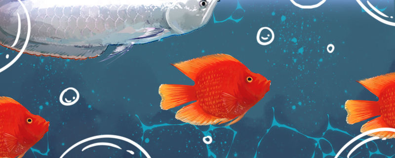 财神鱼怎么养需要长期开灯吗(财神鱼怎么养需要长期开灯吗冬天)