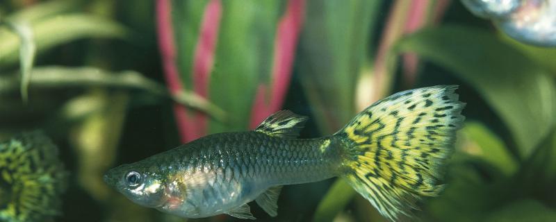 孔雀鱼上浮是什么情况怎么解决(孔雀鱼上来下去的是怎么回事)