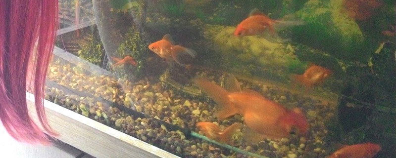 加热棒玻璃的好还是不锈钢的好加热棒如何正确使用(加热棒是玻璃的好还是不锈钢)