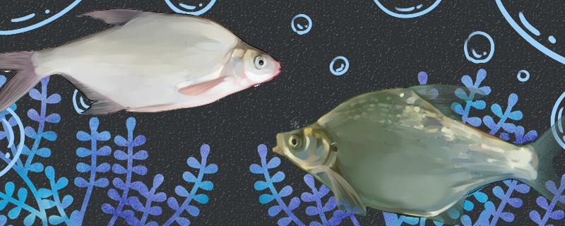 三角鲂和鳊鱼一样吗有什么区别(三角鲂是海鱼还是河鱼)