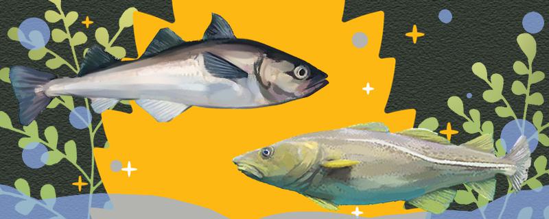 鳕鱼和明太鱼一样吗有什么区别(鳕鱼与明太鱼区别)