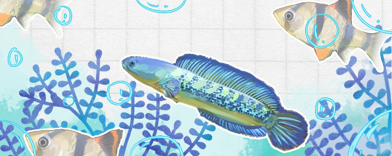 什么鱼可以和雷龙混养雷龙鱼可以和龟混养吗(哪些鱼可以和雷龙混养)