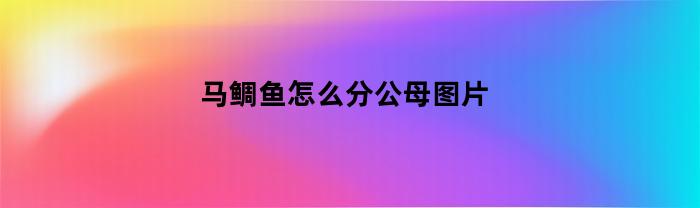马鲷鱼怎么分公母图片(马鲷鱼怎么分公母图片对比)