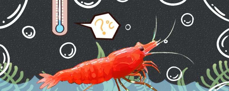 母虾抱卵之后怎么处理抱卵后要注意什么(母虾抱卵多久换水)