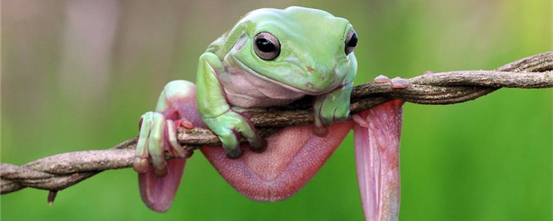 树蛙是倒着跳的吗能跳多高(树蛙是反着跳的吗)