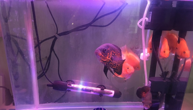 黑地图鱼颜色变灰生病了